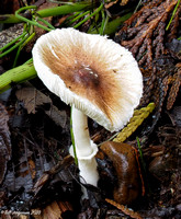 2023 10 05 North East Woods Mushrooms