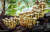 2023 10 07 Northeast Woods Mushrooms 2