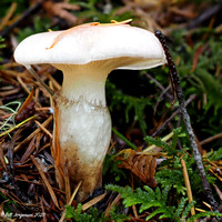 2023 10 12 Elk Falls Mushrooms