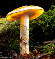 2023 10 21 Bevan Trail Mushrooms