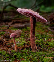 2023 11 20 Northeast Woods Mushrooms