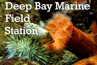2015 01 22 Return to Deep Bay Marine Station