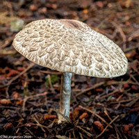 2020 10 26 Northeast Woods Mushrooms